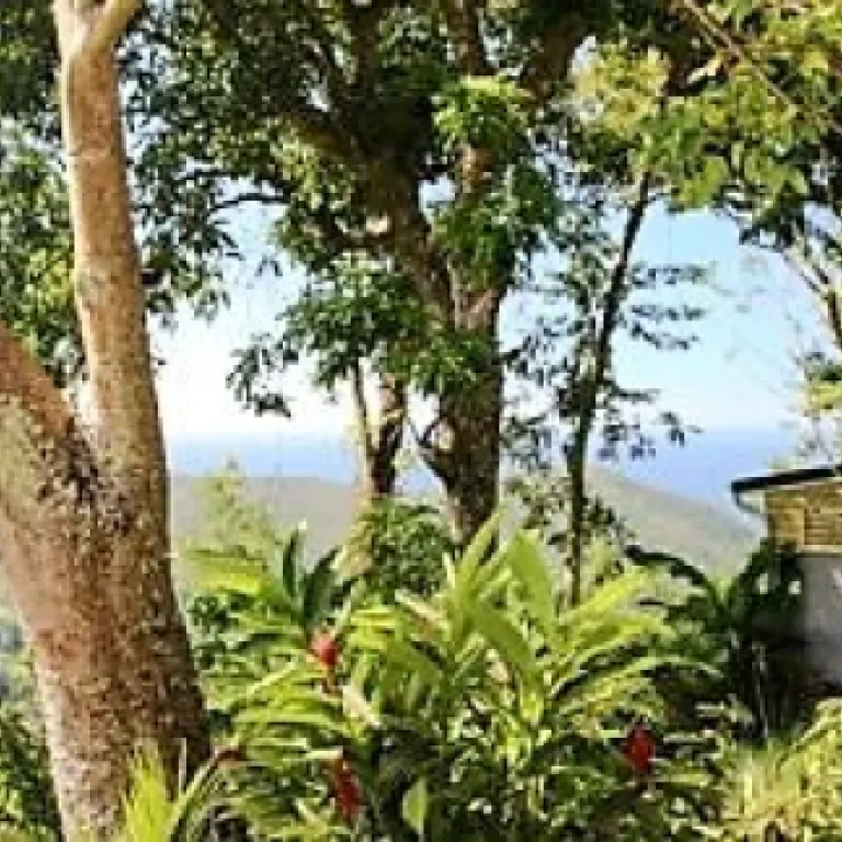 Interview de Laurence Bernard de Beausejour Guest House : Accueillir les voyageurs en Guadeloupe : l’expérience Beausejour Guest House