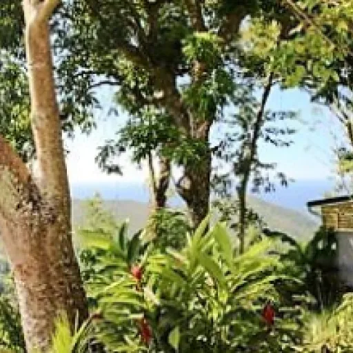 Interview de Laurence Bernard de Beausejour Guest House : Accueillir les voyageurs en Guadeloupe : l’expérience Beausejour Guest House