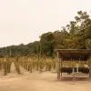 Voyage en Guadeloupe : une vanilleraie entre forêt, savoir‑faire et parfums rares
