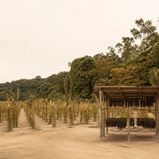 Voyage en Guadeloupe : une vanilleraie entre forêt, savoir‑faire et parfums rares